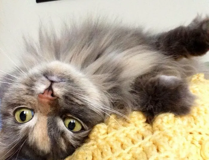 Cats Exclusively Veterinary Hospital Picture 5