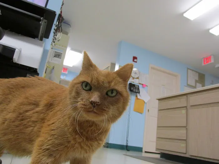 Cats Exclusively Veterinary Hospital Picture 8