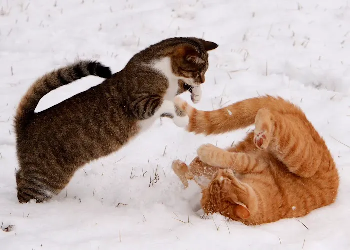 Cats Exclusively Veterinary Hospital Picture 9