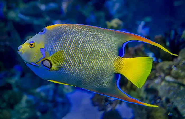 650 Oceans Reef Inc Picture 5