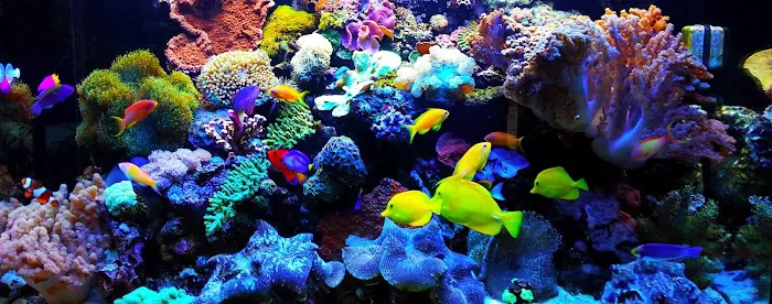650 Oceans Reef Inc Picture 8