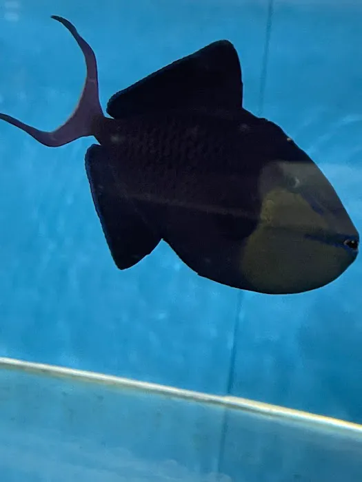 650 Oceans Reef Inc Picture 6
