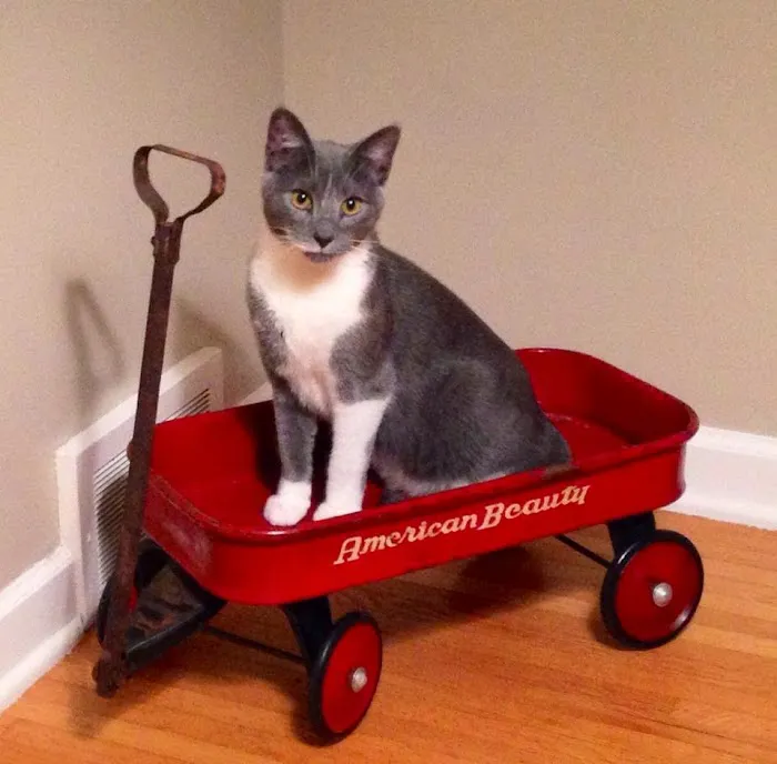 Cats Exclusively Veterinary Hospital: Dr. Bob Lann & Dr. Andy Fleming Picture 1