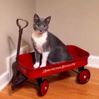Cats Exclusively Veterinary Hospital: Dr. Bob Lann & Dr. Andy Fleming ico