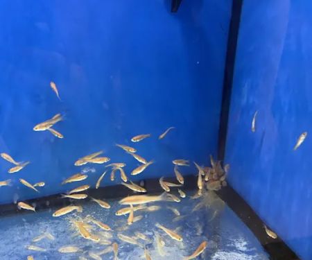 Petco