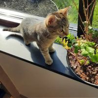 Penfield Veterinary Hospital ico