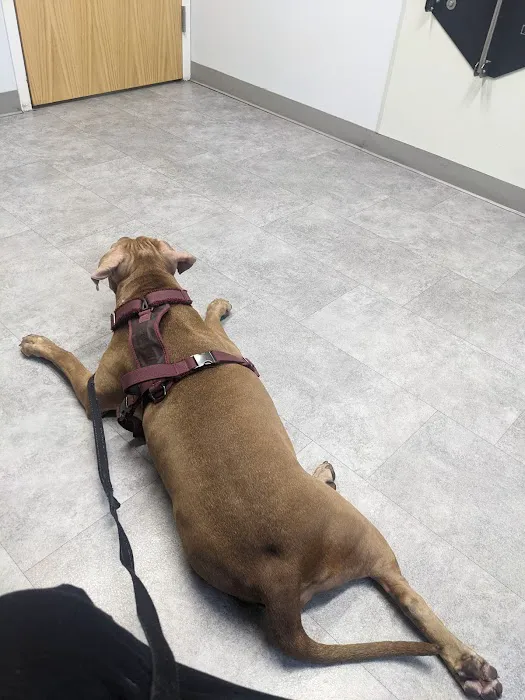 Penfield Veterinary Hospital Picture 7