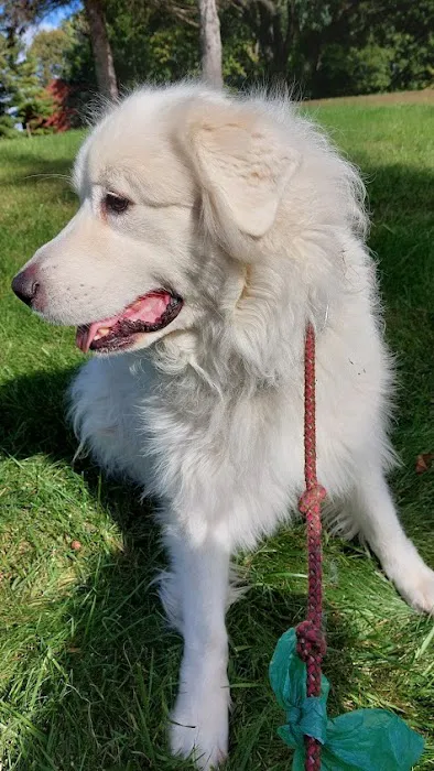 Brighton Animal Hospital, PC Picture 5