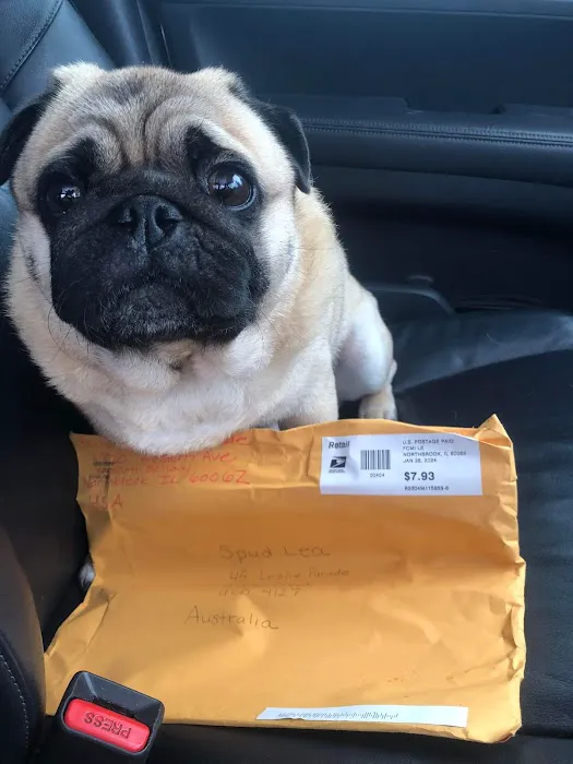 The Pug Penpal Project Picture 1