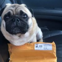 The Pug Penpal Project ico