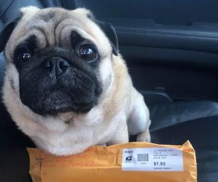 The Pug Penpal Project