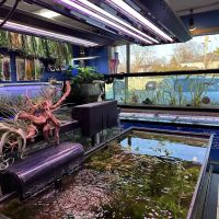 Fish Planet ico