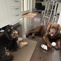 Mendon Village Animal Hospital ico