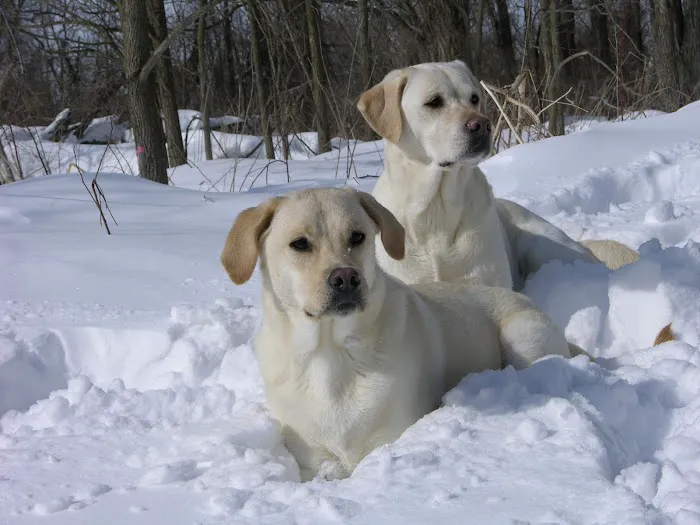 Mendon Village Animal Hospital Picture 9