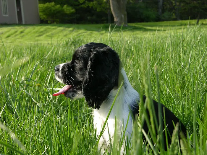 Mendon Village Animal Hospital Picture 4