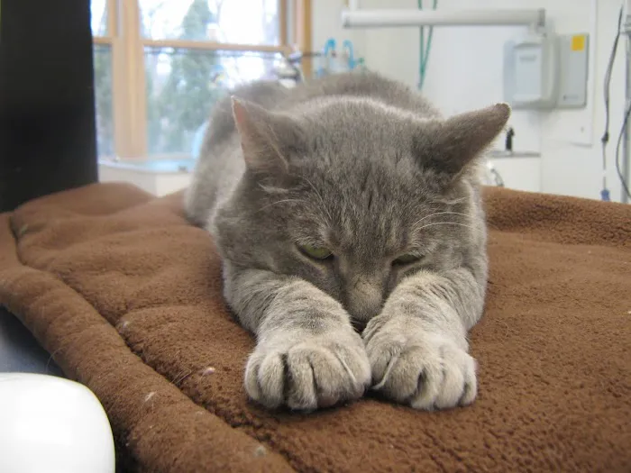 Mendon Village Animal Hospital Picture 10