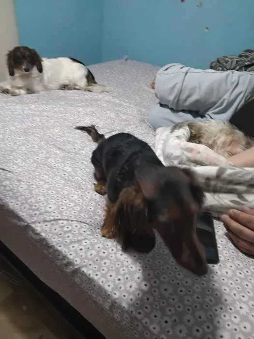 Furry Babies Aurora Picture 4
