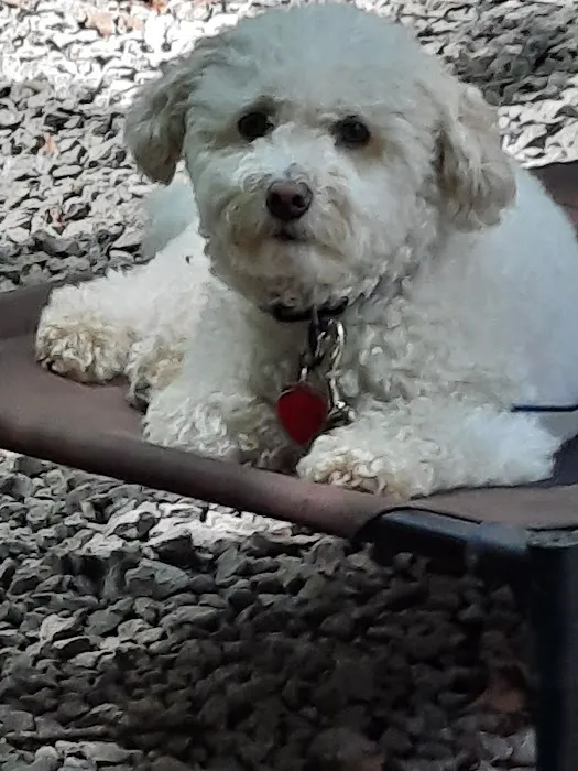 The Village Vet Picture 9