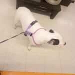 Banfield Pet Hospital