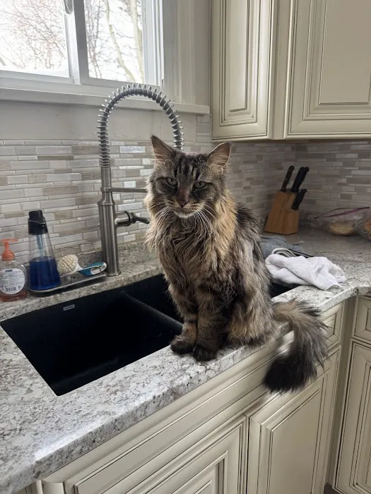 Animal Intermediate Care Picture 8