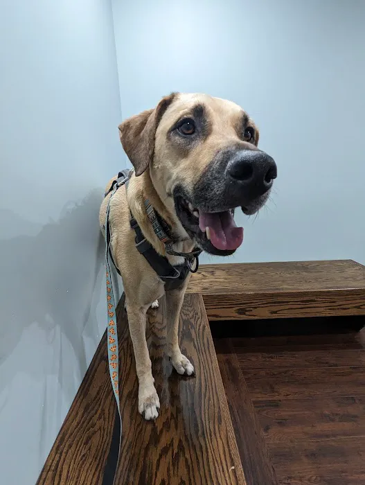 Animal Intermediate Care Picture 7