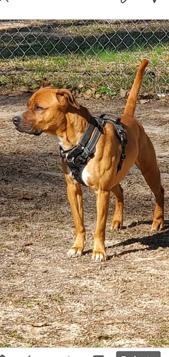 Animal Intermediate Care Picture 2
