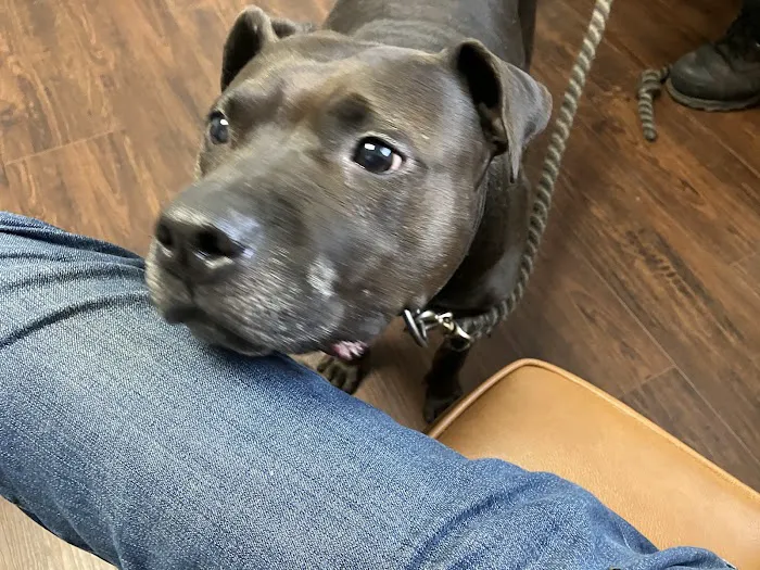 Animal Intermediate Care Picture 9