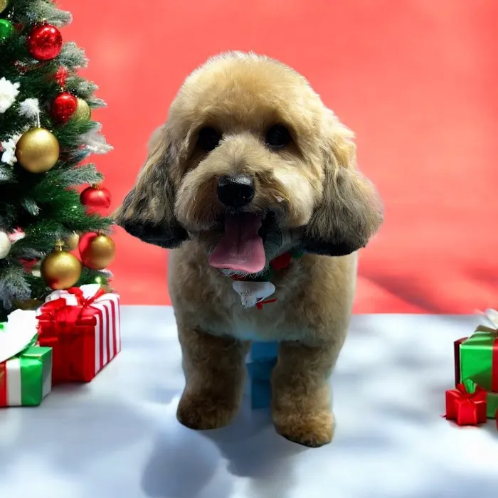 A pawfect cut by Kelli Picture 2