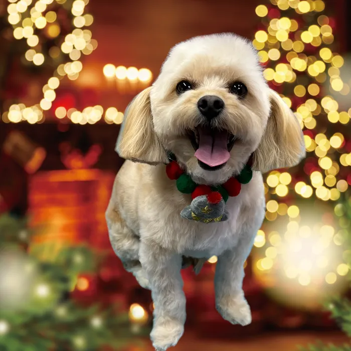 A pawfect cut by Kelli Picture 10