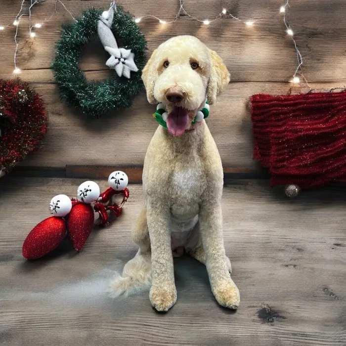 A pawfect cut by Kelli Picture 5