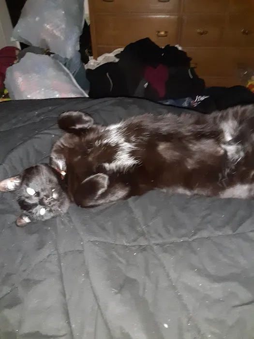 All Cats Care Center Picture 7
