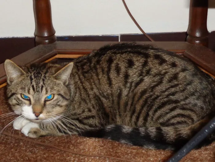 All Cats Care Center Picture 4