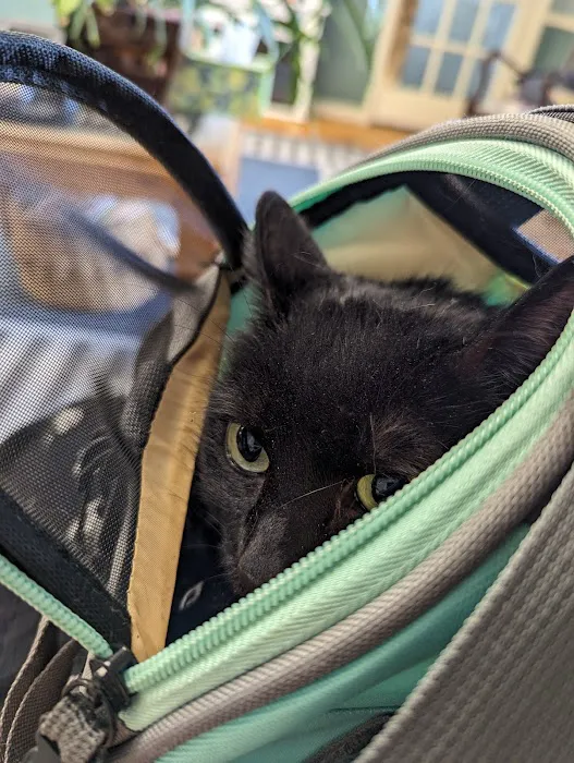 All Cats Care Center Picture 8