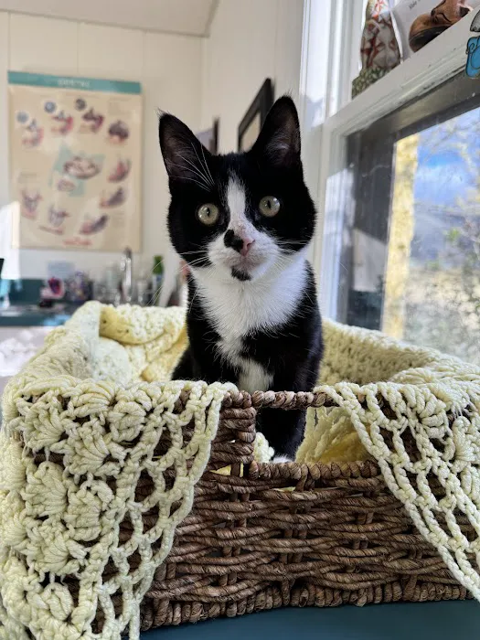All Cats Care Center Picture 3