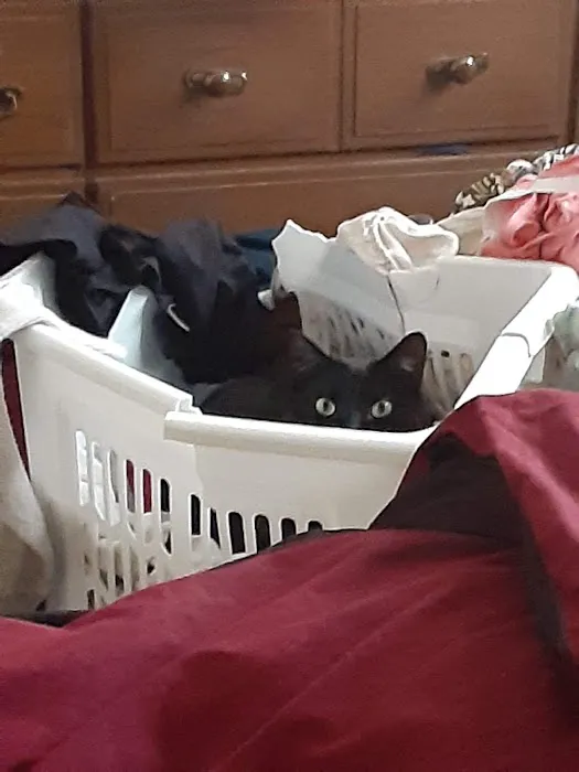 All Cats Care Center Picture 1