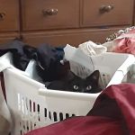 All Cats Care Center