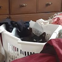 All Cats Care Center ico