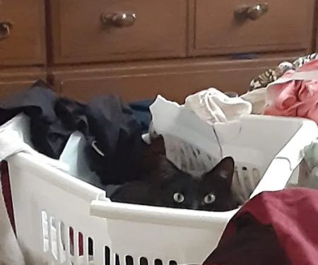 All Cats Care Center
