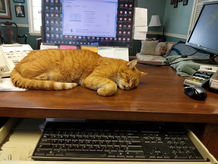 All Cats Care Center Picture 9