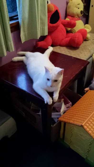 All Cats Care Center Picture 5