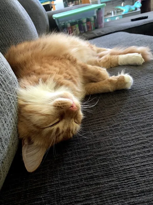 All Cats Care Center Picture 2