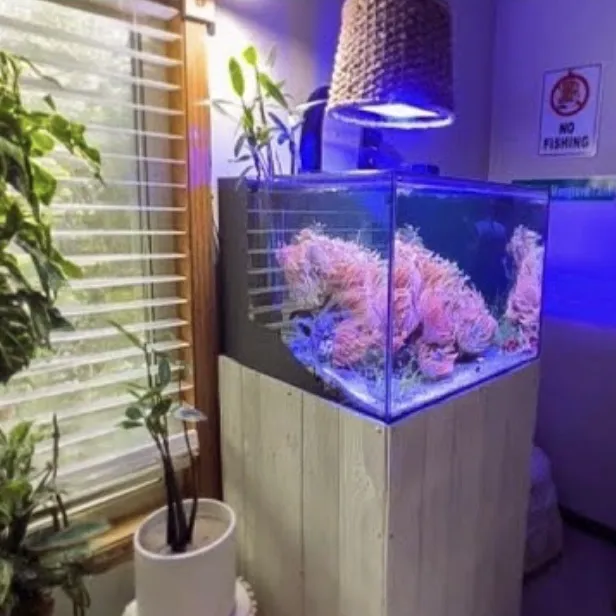 Reef Under The Roof Aquarium Maintenance (Service)/ Online Coral Shop Picture 1
