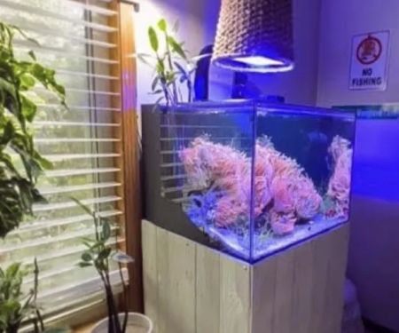 Reef Under The Roof Aquarium Maintenance (Service)/ Online Coral Shop
