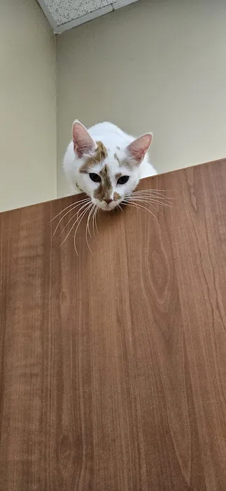 Bayview Animal Hospital Picture 6