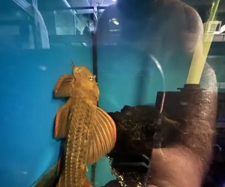 Supreme cichlid llc