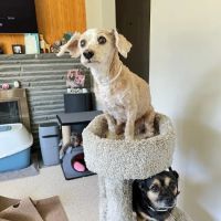 Laurelton Bayside Animal Hospital ico