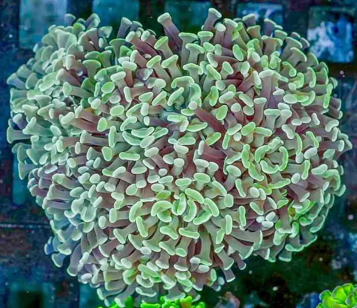 Nikava Coral Kreations Picture 7