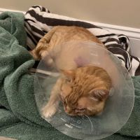 North Country Veterinary Services ico