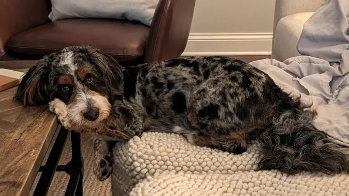 Perfect Pup Inc Picture 2