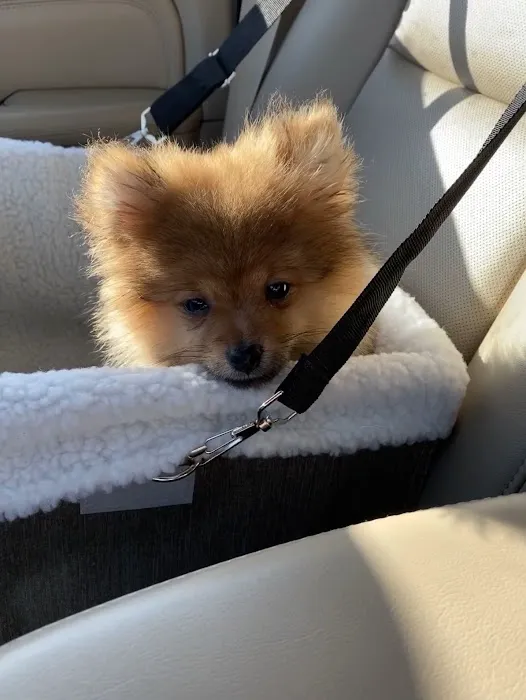 Perfect Pup Inc Picture 8